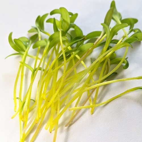 Swiss Chard Yellow Microgreen Seeds