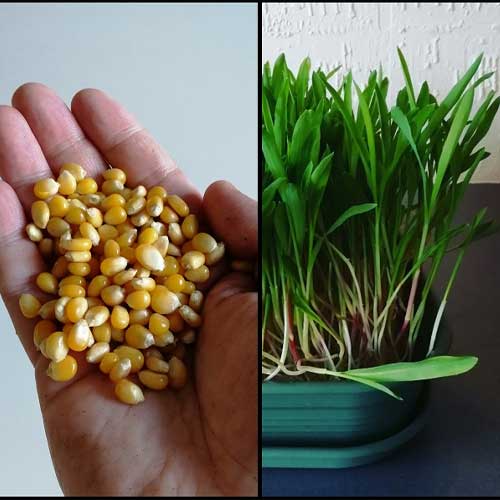 Corn Microgreen Seeds