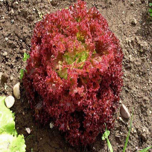 Red Lettuce Lollo Rosso Microgreen Seeds