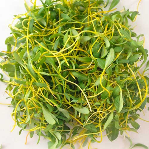 Swiss Chard Yellow Microgreen Seeds