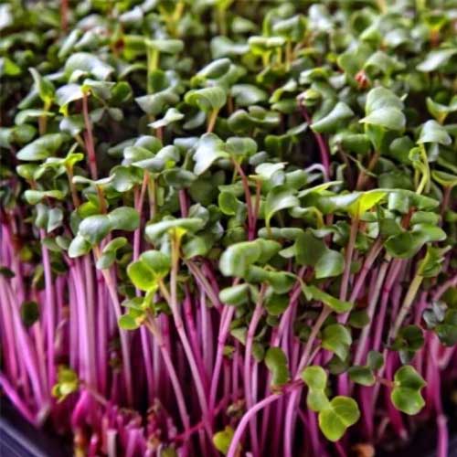 Red Kale Microgreen Seeds