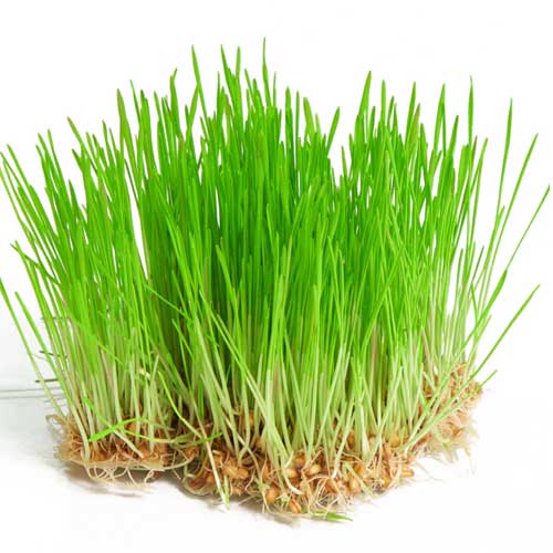 Wheatgrass Microgreen Seeds