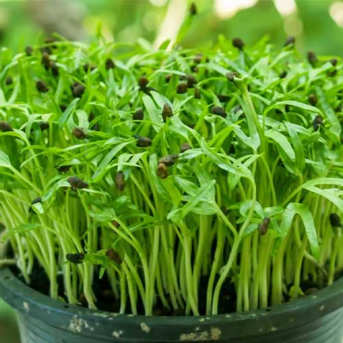 Spinach Microgreen Seeds