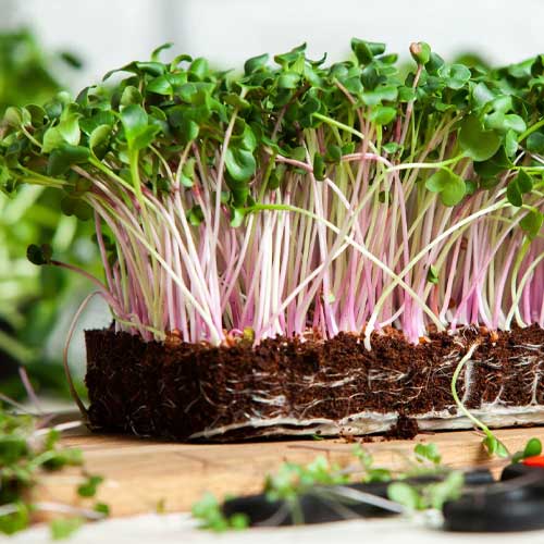 Kale Red Russian Microgreen Seeds