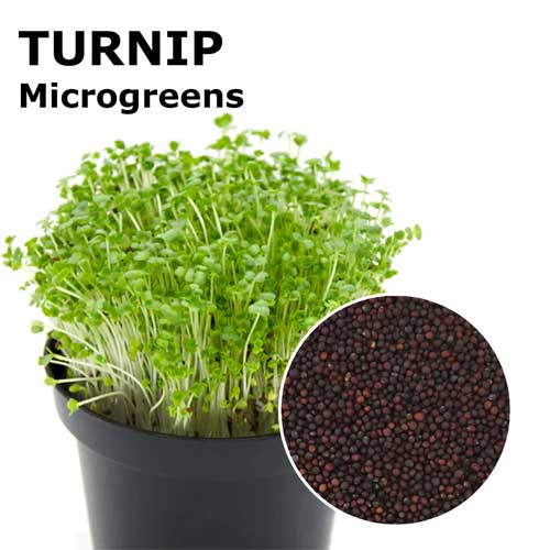 Turnip Purple Top Microgreen Seeds