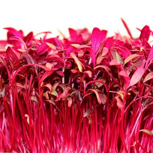 Amaranthus Red Garnet Microgreen Seeds