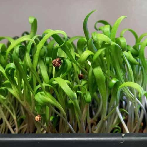 Spinach Microgreen Seeds