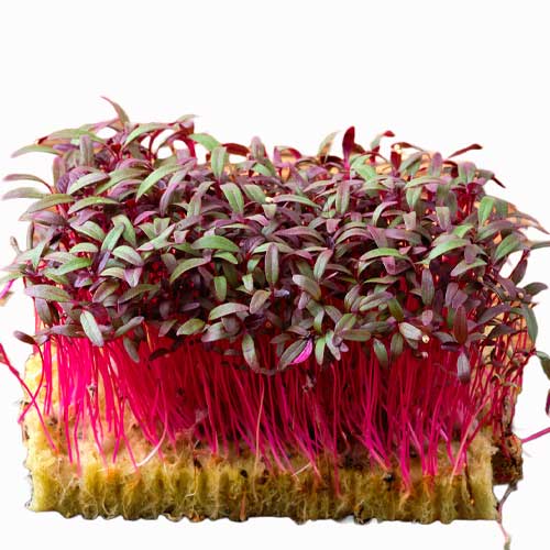 Amaranthus Red Garnet Microgreen Seeds