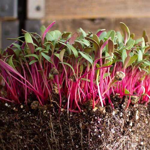 Swiss Chard Red Microgreen Seeds