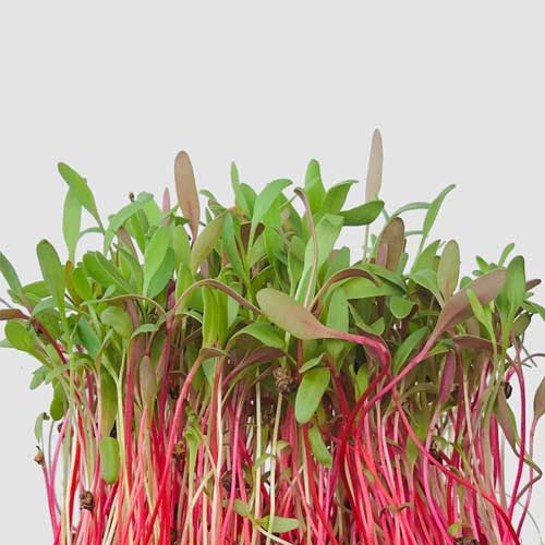 Swiss Chard Red Microgreen Seeds