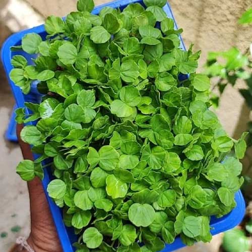 Roselle Gongura Microgreen Seeds