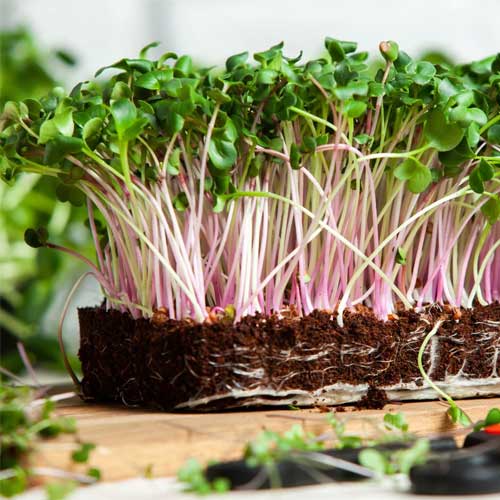 Red Kale Microgreen Seeds