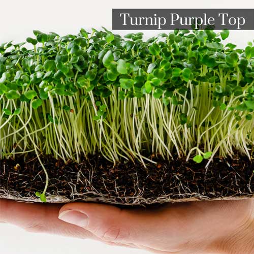 Turnip Purple Top Microgreen Seeds