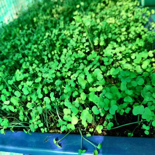 Roselle Gongura Microgreen Seeds