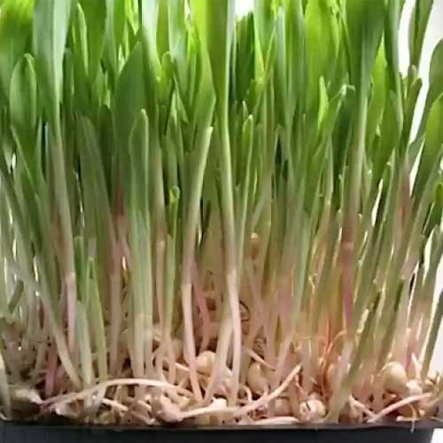 Corn Microgreen Seeds