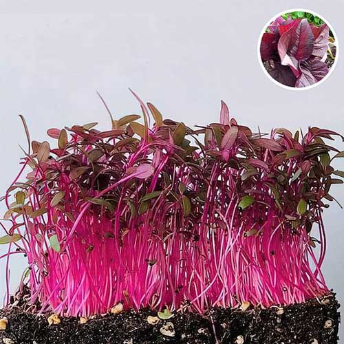 Amaranthus Red Microgreen Seeds