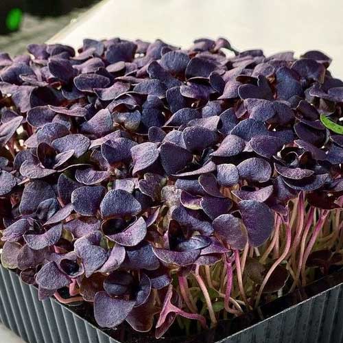 Basil Purple Microgreen Seeds