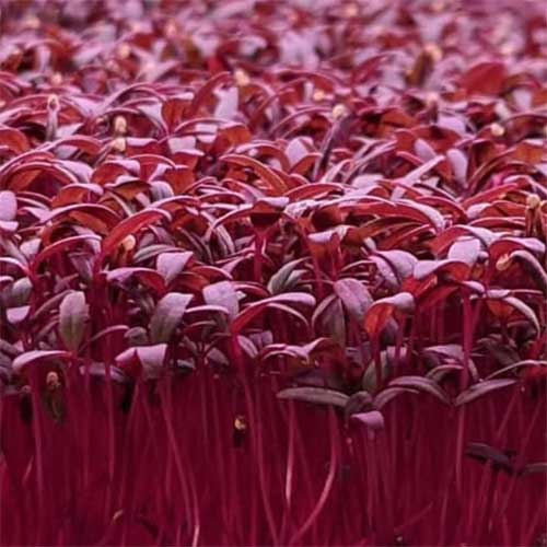 Amaranthus Red Microgreen Seeds