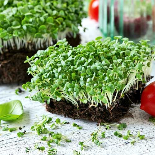 Basil Green Microgreen Seeds