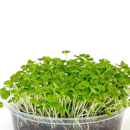 Basil Green Microgreen Seeds