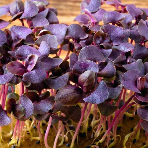 Basil Purple Microgreen Seeds