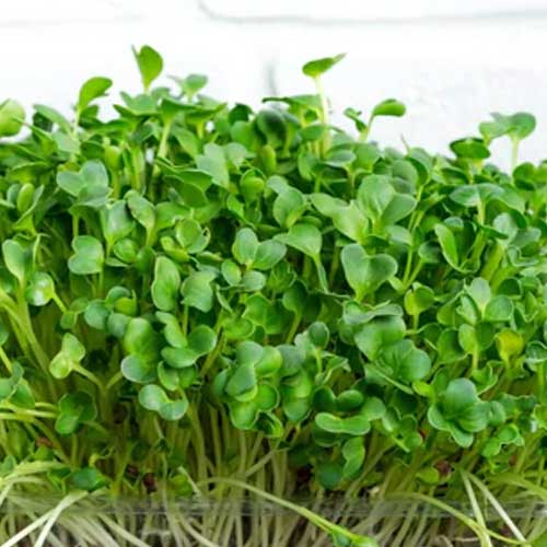 Broccoli Microgreen Seeds