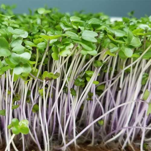 Kohl Rabi Green Microgreen Seeds