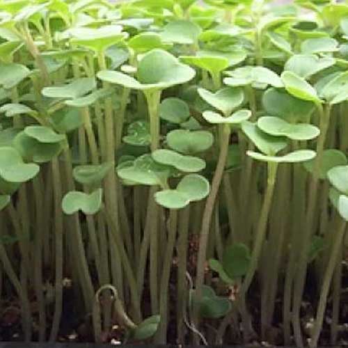 Kohl Rabi Green Microgreen Seeds