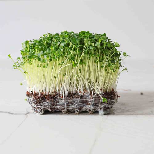 Broccoli Microgreen Seeds