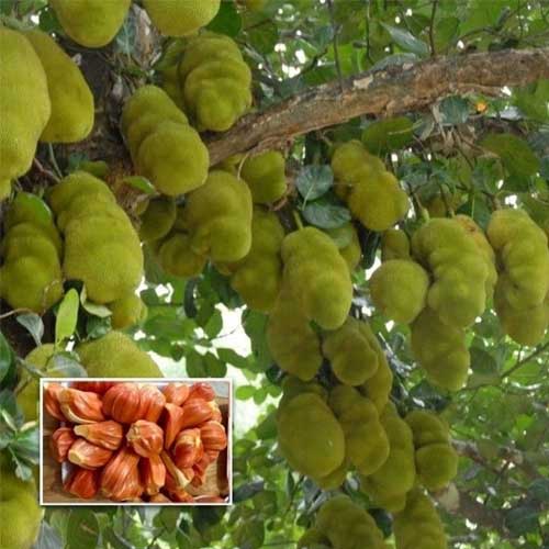 Jackfruit Sindoor Varikka Budded Fruit Plant