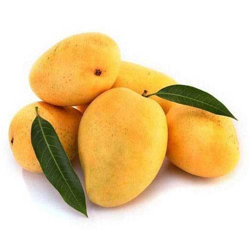 Salem Bangalora Bengalura Mango Grafted Live Plant