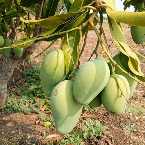 Mallika Mango Grafted Live Plant