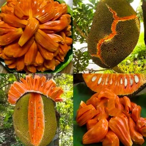 Jackfruit Sindoor Varikka Budded Fruit Plant
