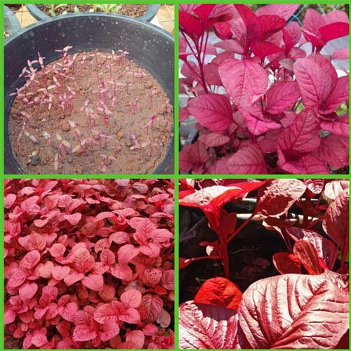 Amaranthus Vlathankara Cheera Seeds