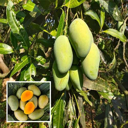 Amrapali Mango Grafted Live Plant