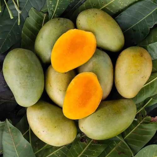 Amrapali Mango Grafted Live Plant