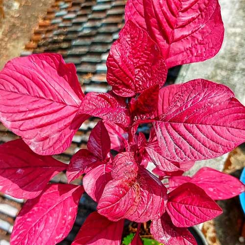 Amaranthus Vlathankara Cheera Seeds