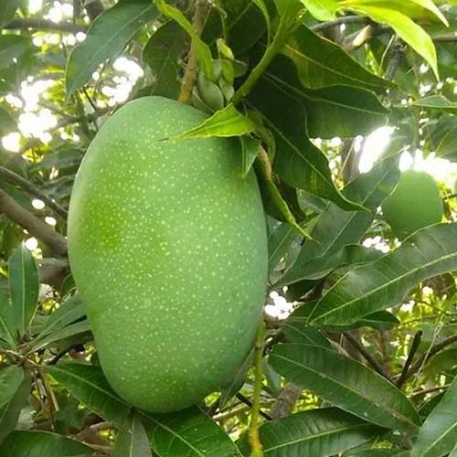 Salem Bangalora Bengalura Mango Grafted Live Plant