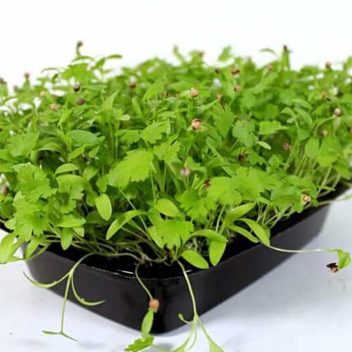 Coriander Microgreen Seeds