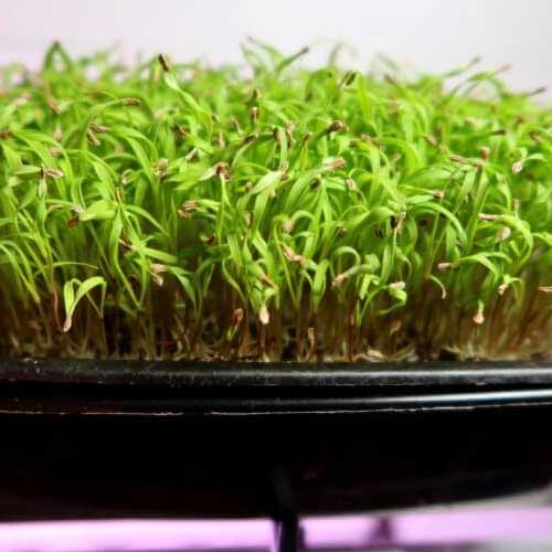 Yellow Carrot Microgreen Seeds