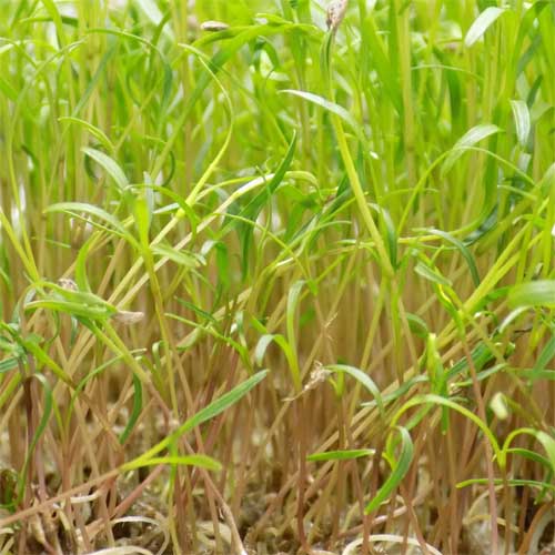 Yellow Carrot Microgreen Seeds