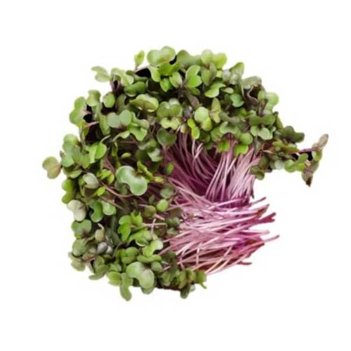 Red Cabbage Microgreen Seeds