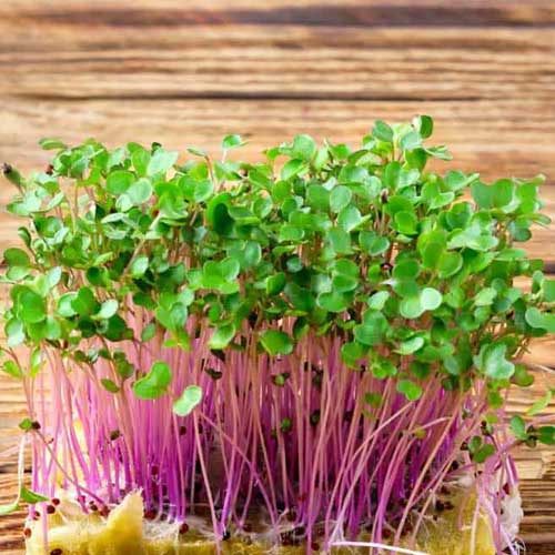 Kohl Rabi Purple Microgreen Seeds