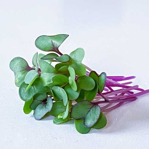 Kohl Rabi Purple Microgreen Seeds