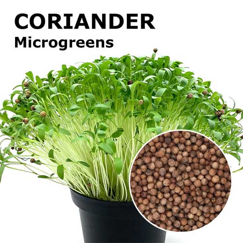 Coriander Microgreen Seeds
