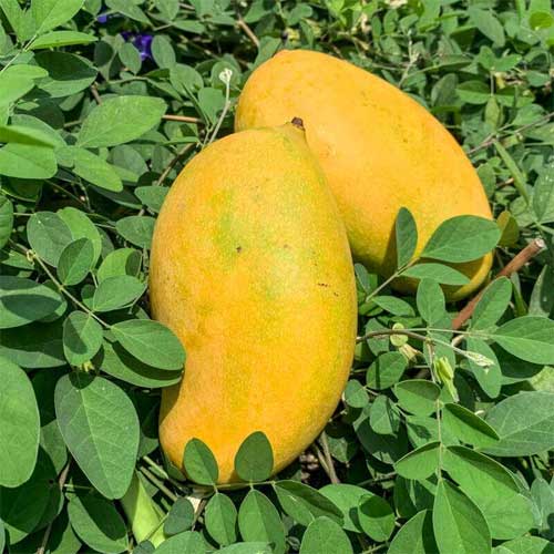 Mallika Mango Grafted Live Plant