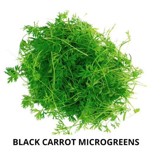 Black Carrot Microgreen Seeds