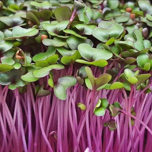 Red Cabbage Microgreen Seeds