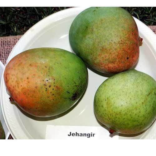 Jahangir Mango Grafted Live Plant