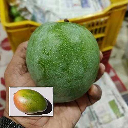 Jahangir Mango Grafted Live Plant